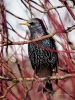 Filename=00174_fotowilga~44.JPG
Filesize=316KB
Dimensions=525x700
Date added=Apr 10, 2018 00174_fotowilga~44.JPG