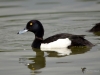 Filename=00174_fotowilga~45.JPG
Filesize=213KB
Dimensions=700x525
Date added=Sep 26, 2018 00174_fotowilga~45.JPG