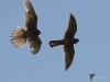 Filename=00174_fotowilga~51.JPG
Filesize=221KB
Dimensions=700x525
Date added=Jun 04, 2019 00174_fotowilga~51.JPG