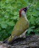 Filename=00175_fotowilga~0.JPG
Filesize=321KB
Dimensions=570x700
Date added=Sep 26, 2021 00175_fotowilga~0.JPG
