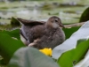 Filename=00179_fotowilga~0.JPG
Filesize=281KB
Dimensions=700x533
Date added=Aug 05, 2021 00179_fotowilga~0.JPG