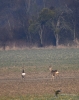 0017_fotowilga~2.JPG