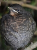 Filename=0017_fotowilga~56.JPG
Filesize=294KB
Dimensions=525x700
Date added=Jun 09, 2018 0017_fotowilga~56.JPG
