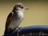 Filename=0017_fotowilga~65.JPG
Filesize=231KB
Dimensions=700x525
Date added=Jul 15, 2019 0017_fotowilga~65.JPG