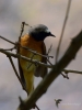 Filename=00182_fotowilga.JPG
Filesize=213KB
Dimensions=525x700
Date added=Mar 02, 2019 00182_fotowilga.JPG