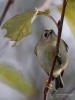 Filename=00183_fotowilga~44.JPG
Filesize=238KB
Dimensions=525x700
Date added=Oct 06, 2019 00183_fotowilga~44.JPG