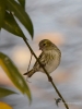 Filename=00184_fotowilga~52.JPG
Filesize=225KB
Dimensions=525x700
Date added=Nov 02, 2018 00184_fotowilga~52.JPG