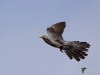 Filename=00186_fotowilga~45.JPG
Filesize=194KB
Dimensions=700x525
Date added=May 18, 2018 00186_fotowilga~45.JPG
