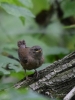 Filename=00190_fotowilga.JPG
Filesize=306KB
Dimensions=525x700
Date added=Aug 21, 2019 00190_fotowilga.JPG