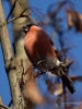 Filename=00191_fotowilga~43.JPG
Filesize=268KB
Dimensions=525x700
Date added=Apr 25, 2018 00191_fotowilga~43.JPG