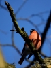 Filename=00191_fotowilga~45.JPG
Filesize=222KB
Dimensions=525x700
Date added=Nov 13, 2018 00191_fotowilga~45.JPG