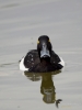 Filename=00197_fotowilga~40.JPG
Filesize=192KB
Dimensions=525x700
Date added=Jun 09, 2018 00197_fotowilga~40.JPG