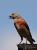 Filename=0019_fotowilga~53.JPG
Filesize=192KB
Dimensions=525x700
Date added=Aug 19, 2018 0019_fotowilga~53.JPG