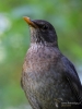 Filename=0019_fotowilga~61.JPG
Filesize=237KB
Dimensions=525x700
Date added=Mar 27, 2019 0019_fotowilga~61.JPG