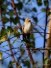 Filename=001_fotowilga~34.JPG
Filesize=276KB
Dimensions=525x700
Date added=Sep 07, 2017 001_fotowilga~34.JPG