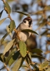 Filename=001_fotowilga~41.JPG
Filesize=242KB
Dimensions=494x700
Date added=Dec 05, 2017 001_fotowilga~41.JPG
