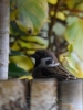 Filename=001_fotowilga~42.JPG
Filesize=261KB
Dimensions=525x700
Date added=Dec 11, 2017 001_fotowilga~42.JPG