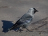 Filename=001_fotowilga~47.JPG
Filesize=226KB
Dimensions=700x525
Date added=Feb 11, 2018 001_fotowilga~47.JPG