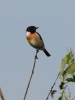 Filename=001_fotowilga~48.JPG
Filesize=174KB
Dimensions=525x700
Date added=Feb 14, 2018 001_fotowilga~48.JPG