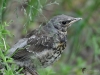 Filename=001_fotowilga~50.JPG
Filesize=289KB
Dimensions=700x525
Date added=Mar 23, 2018 001_fotowilga~50.JPG