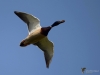 Filename=001_fotowilga~52.JPG
Filesize=169KB
Dimensions=700x525
Date added=May 15, 2018 001_fotowilga~52.JPG