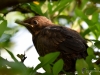 Filename=001_fotowilga~53.JPG
Filesize=258KB
Dimensions=700x525
Date added=May 31, 2018 001_fotowilga~53.JPG