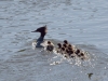 Filename=001_fotowilga~54.JPG
Filesize=270KB
Dimensions=700x525
Date added=Jun 03, 2018 001_fotowilga~54.JPG
