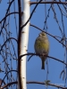 Filename=001_fotowilga~56.JPG
Filesize=257KB
Dimensions=525x700
Date added=Jan 06, 2019 001_fotowilga~56.JPG