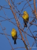 Filename=001_fotowilga~57.JPG
Filesize=278KB
Dimensions=525x700
Date added=Feb 09, 2019 001_fotowilga~57.JPG