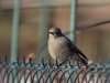 Filename=001_fotowilga~59.JPG
Filesize=262KB
Dimensions=700x525
Date added=Aug 05, 2019 001_fotowilga~59.JPG