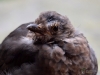 Filename=001_fotowilga~61.JPG
Filesize=233KB
Dimensions=700x525
Date added=Oct 22, 2019 001_fotowilga~61.JPG