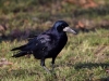 Filename=001_fotowilga~62.JPG
Filesize=309KB
Dimensions=700x525
Date added=Oct 28, 2019 001_fotowilga~62.JPG