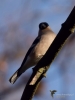 Filename=00200_fotowilga~47.JPG
Filesize=219KB
Dimensions=525x700
Date added=Dec 04, 2018 00200_fotowilga~47.JPG