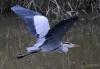 Filename=00204_fotowilga~0.JPG
Filesize=259KB
Dimensions=700x489
Date added=Oct 01, 2021 00204_fotowilga~0.JPG