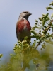Filename=00205_fotowilga~1.JPG
Filesize=270KB
Dimensions=525x700
Date added=Jul 14, 2019 00205_fotowilga~1.JPG