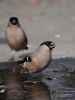 Filename=00206_fotowilga~42.JPG
Filesize=226KB
Dimensions=525x700
Date added=Mar 11, 2018 00206_fotowilga~42.JPG