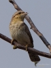 Filename=00207_fotowilga~43.JPG
Filesize=225KB
Dimensions=525x700
Date added=Apr 13, 2019 00207_fotowilga~43.JPG