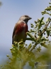 Filename=00208_fotowilga~47.JPG
Filesize=276KB
Dimensions=525x700
Date added=Jul 08, 2019 00208_fotowilga~47.JPG
