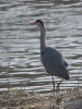 Filename=00209_fotowilga~0.JPG
Filesize=323KB
Dimensions=531x700
Date added=Oct 24, 2021 00209_fotowilga~0.JPG