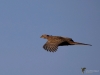 Filename=0020_fotowilga~0.JPG
Filesize=205KB
Dimensions=700x525
Date added=Mar 12, 2019 0020_fotowilga~0.JPG