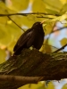 Filename=0020_fotowilga~39.JPG
Filesize=256KB
Dimensions=525x700
Date added=Dec 11, 2017 0020_fotowilga~39.JPG