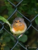 Filename=00210_fotowilga~47.JPG
Filesize=278KB
Dimensions=525x700
Date added=Oct 21, 2019 00210_fotowilga~47.JPG