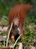 Filename=00212_fotowilga~0.JPG
Filesize=319KB
Dimensions=531x700
Date added=Jul 19, 2023 00212_fotowilga~0.JPG