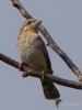 Filename=00213_fotowilga~51.JPG
Filesize=228KB
Dimensions=525x700
Date added=Apr 13, 2019 00213_fotowilga~51.JPG