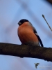 Filename=00218_fotowilga.JPG
Filesize=209KB
Dimensions=525x700
Date added=Oct 10, 2018 00218_fotowilga.JPG