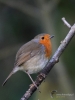 Filename=0021_fotowilga.JPG
Filesize=260KB
Dimensions=525x700
Date added=May 16, 2019 0021_fotowilga.JPG