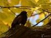 Filename=0021_fotowilga~47.JPG
Filesize=268KB
Dimensions=700x525
Date added=Dec 30, 2017 0021_fotowilga~47.JPG