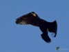 Filename=0021_fotowilga~61.JPG
Filesize=210KB
Dimensions=700x525
Date added=Feb 07, 2019 0021_fotowilga~61.JPG