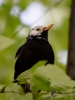 Filename=00222_fotowilga~50.JPG
Filesize=246KB
Dimensions=525x700
Date added=Apr 29, 2018 00222_fotowilga~50.JPG