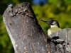 Filename=00226_fotowilga~34.JPG
Filesize=336KB
Dimensions=700x525
Date added=Oct 04, 2018 00226_fotowilga~34.JPG